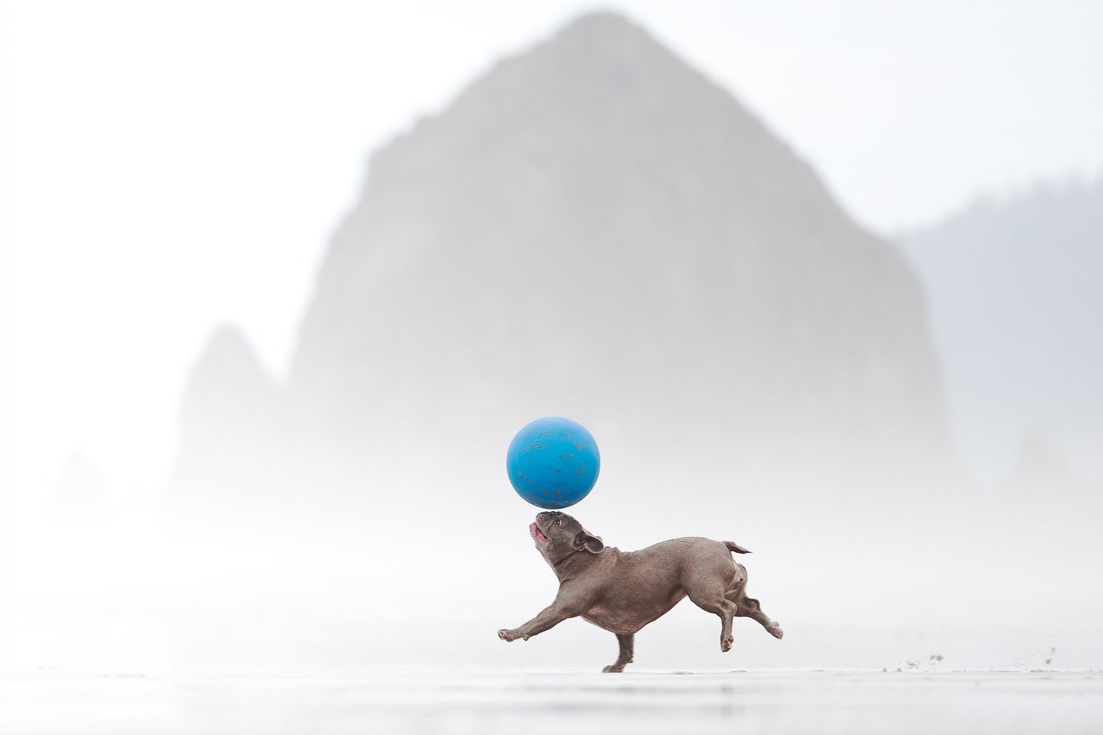 a french bull dog runs with a blue ball on its head