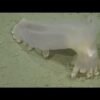 57 new species discovered in deep-sea canyon near Argentina