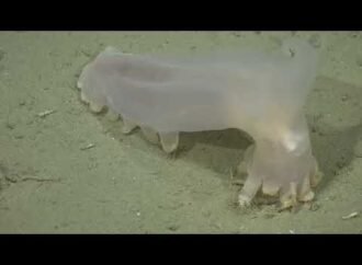 57 new species discovered in deep-sea canyon near Argentina