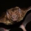 6 ways bats are surprisingly human