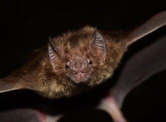 6 ways bats are surprisingly human
