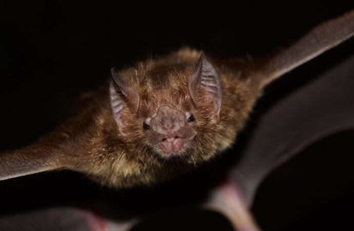 6 ways bats are surprisingly human