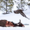 8 fierce animals show just how metal nature is