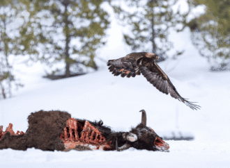 8 fierce animals show just how metal nature is