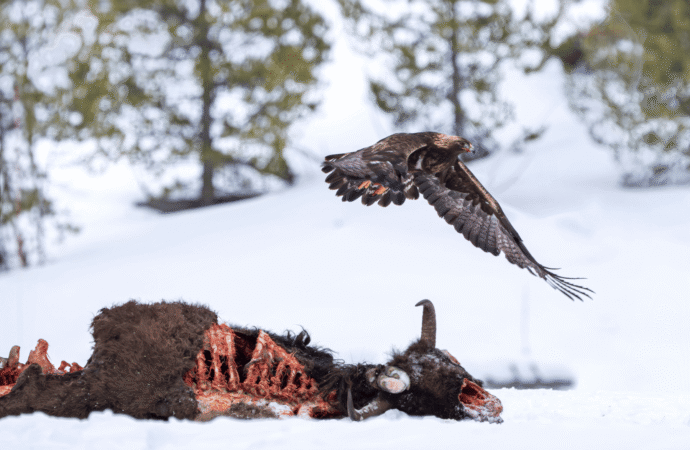 8 fierce animals show just how metal nature is