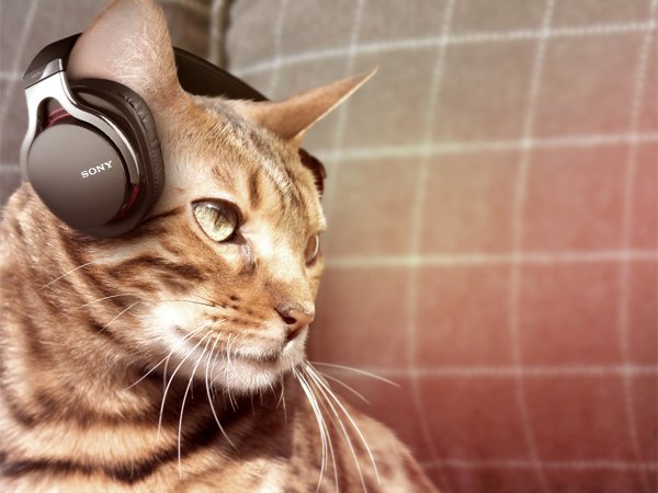 The Best Pet Tech, Tested by CNET Editors