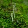 9 spooky photos of dead man’s finger fungus