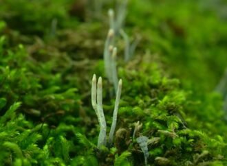9 spooky photos of dead man’s finger fungus