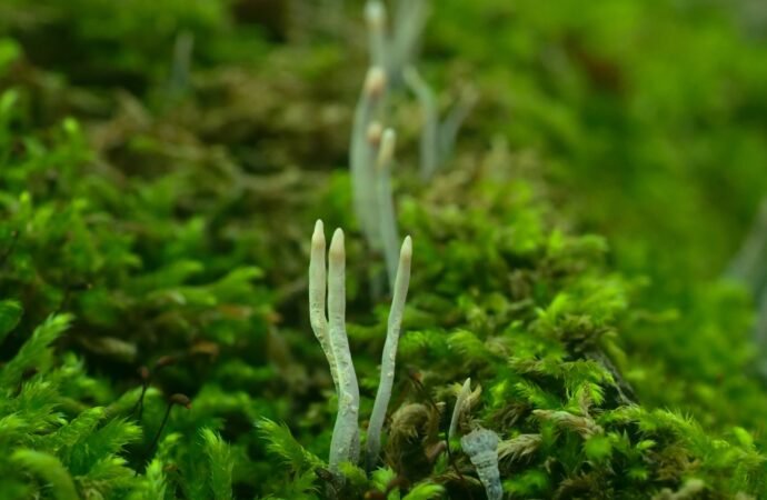 9 spooky photos of dead man’s finger fungus