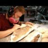 A baby tyrannosaur possibly cannibalized its dead relative