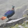 A beautiful Himalayan bird is changing its voice due to human activity, research shows