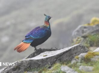 A beautiful Himalayan bird is changing its voice due to human activity, research shows
