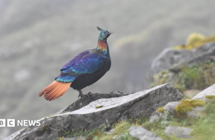 A beautiful Himalayan bird is changing its voice due to human activity, research shows