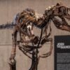 A dinosaur fossil that looks like a mini T. rex just sold for a giant $47 million