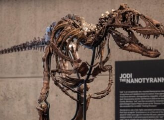 A dinosaur fossil that looks like a mini T. rex just sold for a giant $47 million
