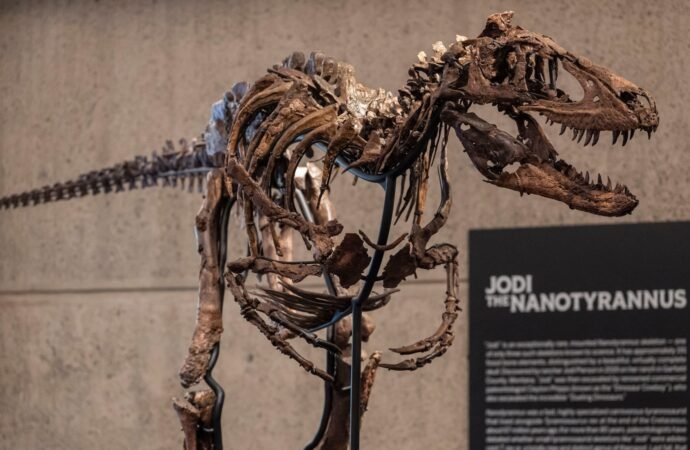 A dinosaur fossil that looks like a mini T. rex just sold for a giant $47 million