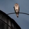 A rare family of barn owls moved into Manhattan’s Upper West Side. New Yorkers are captivated