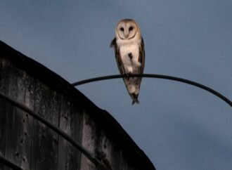 A rare family of barn owls moved into Manhattan’s Upper West Side. New Yorkers are captivated