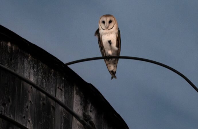 A rare family of barn owls moved into Manhattan’s Upper West Side. New Yorkers are captivated