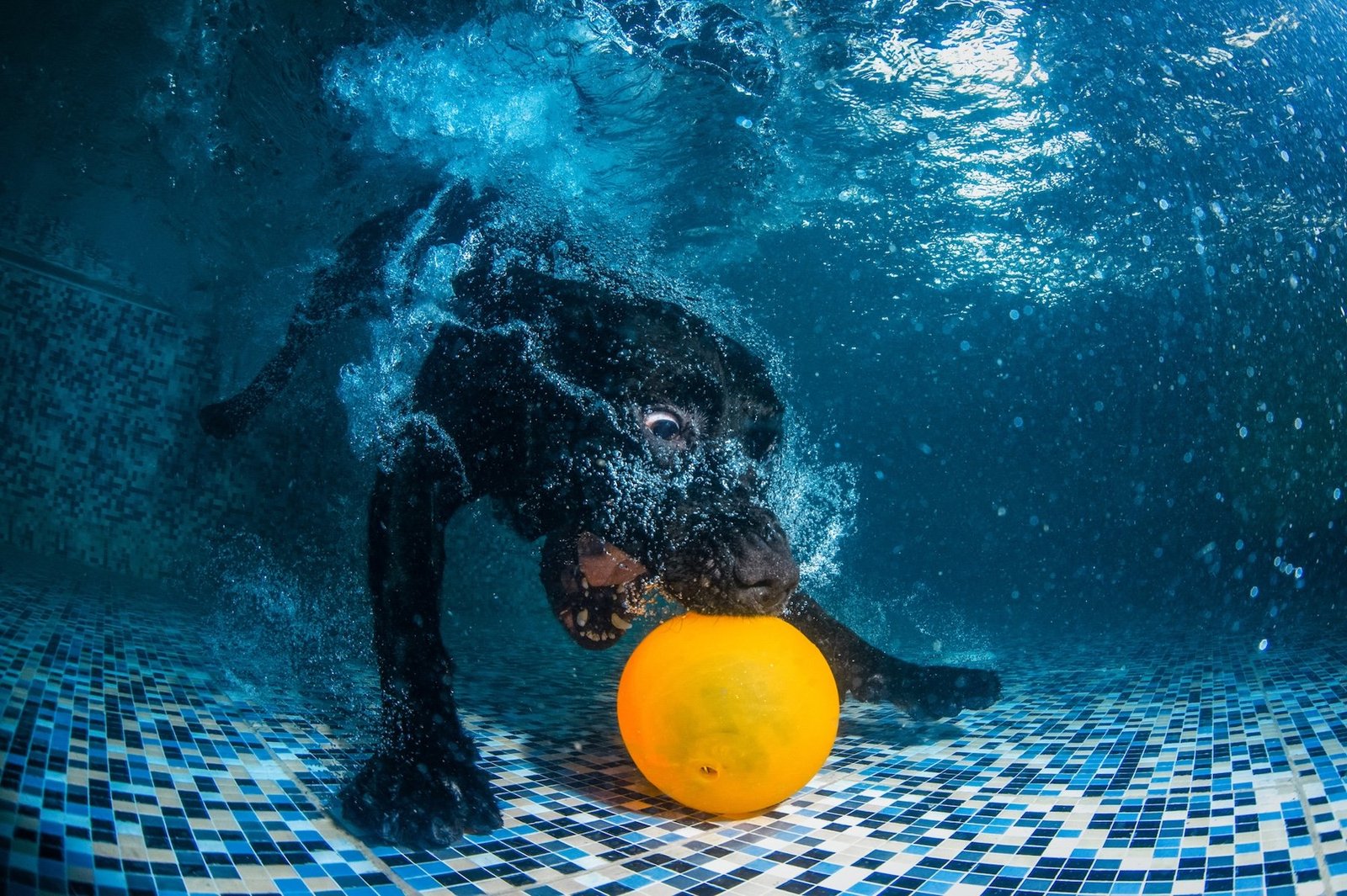 black dog chases orange ball at the bottle of a pool