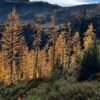 Agriculture secretary says agency is ‘full-bore ahead’ on Forest Service reorganization