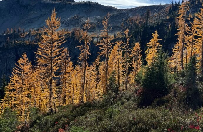 Agriculture secretary says agency is ‘full-bore ahead’ on Forest Service reorganization