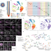 An environmentally regulated dichotomy in cell lineages of the root – Nature