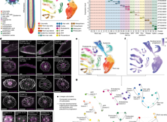 An environmentally regulated dichotomy in cell lineages of the root – Nature