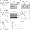 Author Correction: DYNLL1 binds to MRE11 to limit DNA end resection in BRCA1-deficient cells – Nature