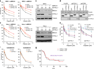 Author Correction: DYNLL1 binds to MRE11 to limit DNA end resection in BRCA1-deficient cells – Nature