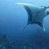Baby manta rays stick to the shallows to avoid sharks and orca