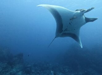 Baby manta rays stick to the shallows to avoid sharks and orca