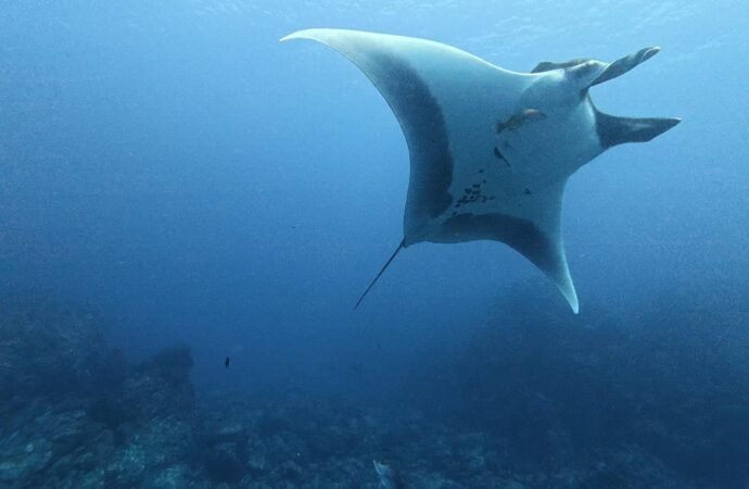 Baby manta rays stick to the shallows to avoid sharks and orca
