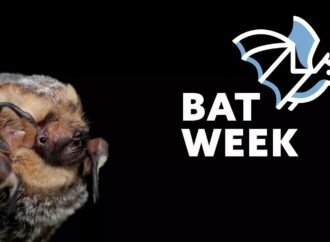 Bat Beauty Contest returns October 24