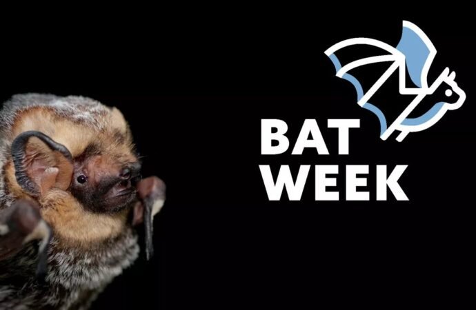 Bat Beauty Contest returns October 24