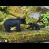 Bear with multiple tapeworms sticking out of its butt wins award