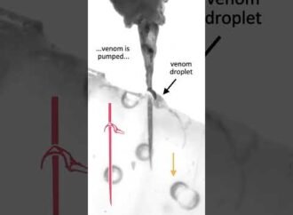 Bee stingers work like saws to pump venom