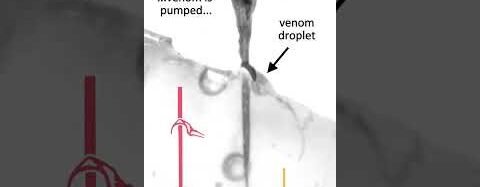Bee stingers work like saws to pump venom  