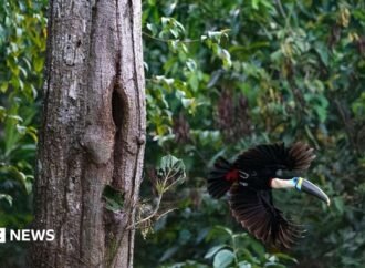 Brazil sees record fall in Amazon deforestation as key election looms