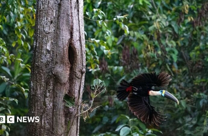 Brazil sees record fall in Amazon deforestation as key election looms