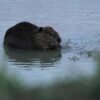 Bringing more beavers to watersheds is a powerful drought-fighting tool, experts say