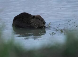 Bringing more beavers to watersheds is a powerful drought-fighting tool, experts say