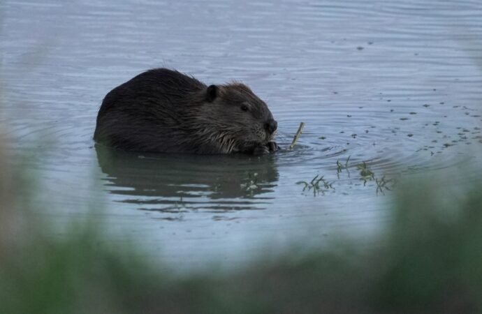 Bringing more beavers to watersheds is a powerful drought-fighting tool, experts say