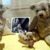 British Embassy quashes Winnie-the-Pooh return rumors, keeping the famed bear in NY