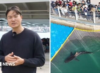Bukangi: Huge crowds watch shark stranded in Busan, South Korea