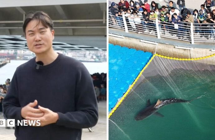 Bukangi: Huge crowds watch shark stranded in Busan, South Korea