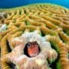 Can a ‘lullaby’ save coral reefs from extinction?