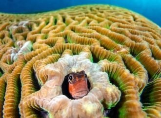 Can a ‘lullaby’ save coral reefs from extinction?