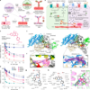 Capillary-selective vasodilation through myosin inhibition halts ischaemic cascades – Nature