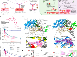 Capillary-selective vasodilation through myosin inhibition halts ischaemic cascades – Nature